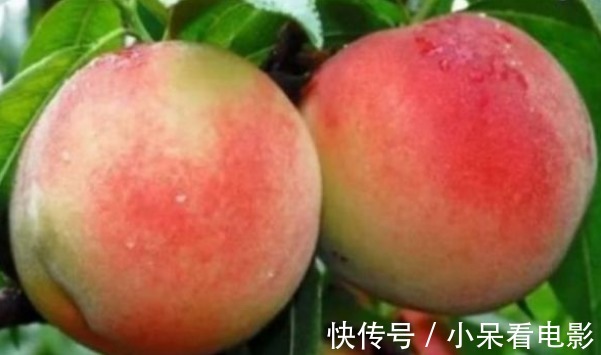 开云体育官网水果种植题材公司名单（202559）(图1)