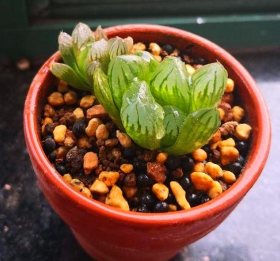 夏日炎炎,玉露就得“这么养”,能让叶子肉嘟嘟,更有养花体验