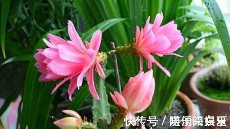 腐熟|养“令箭荷花”,把它砸一砸,扔盆里,花开大如碗,漂亮!