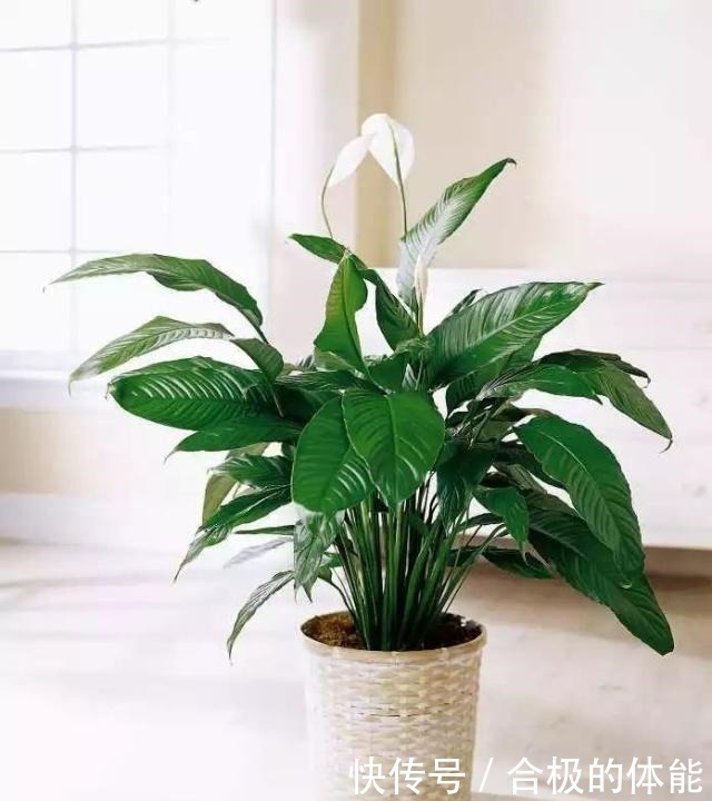 13种最佳的室内盆栽花卉，给一点点光照就可以开花了！