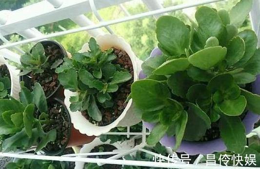4种植物''爱喝酒''往培养土里倒点,植株蹭蹭疯长、轻易爆盆