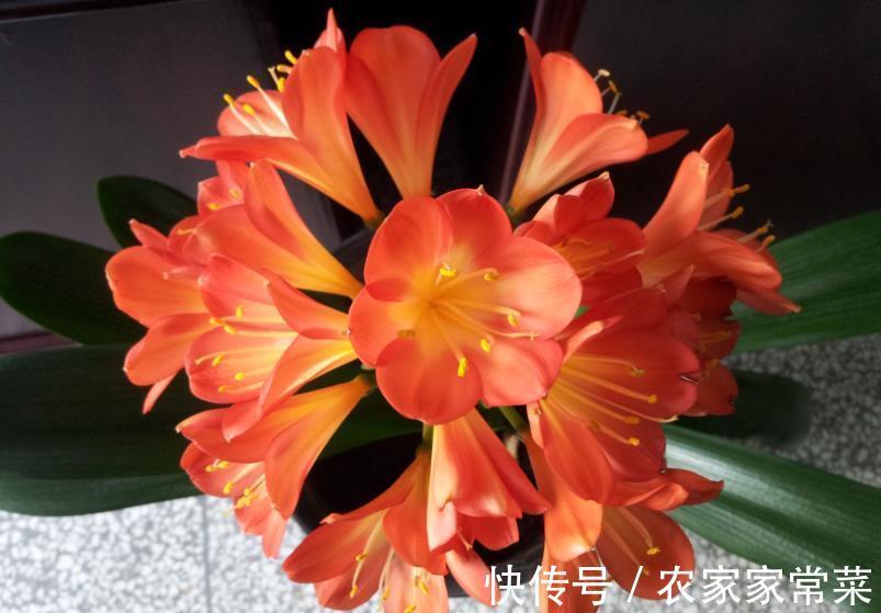 君子兰夹箭不开花?教你3个小妙招,不到半月花苞打开美极了