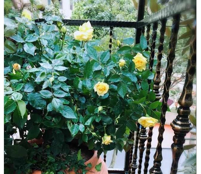 我在自家庭院种以下花，邻居闻到花香，纷纷赶过来观赏