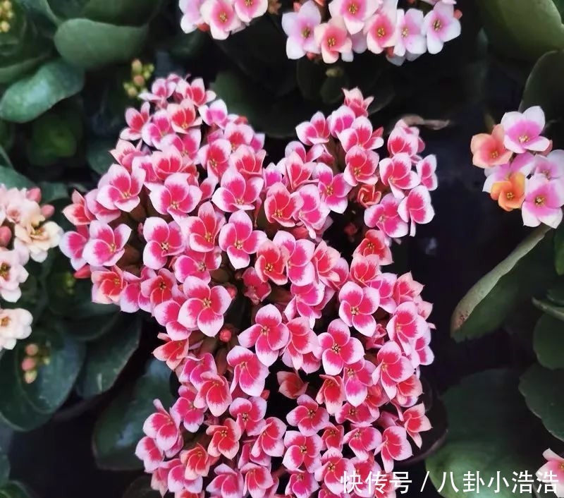 花期|45种长寿花，个个都是高颜值，家里养几盆，美得移不开眼