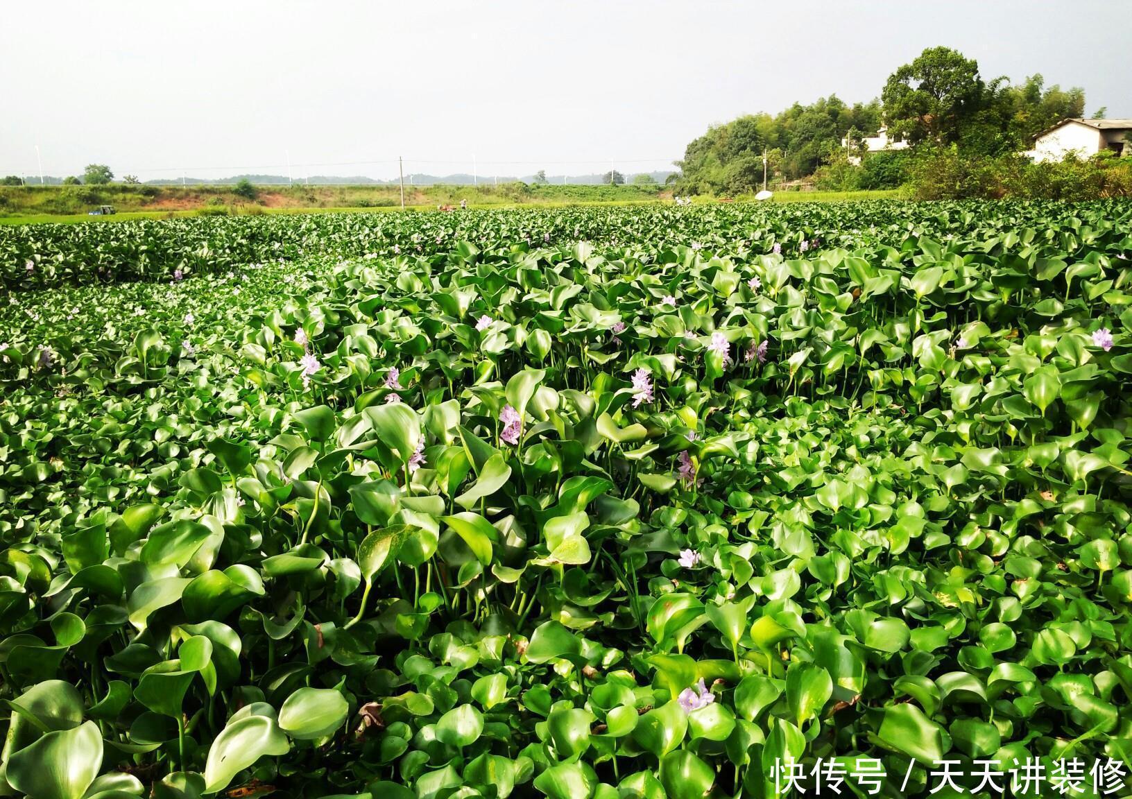 危害|花盆里有些“杂草”,都是大祸害,见了赶紧拔,危害大