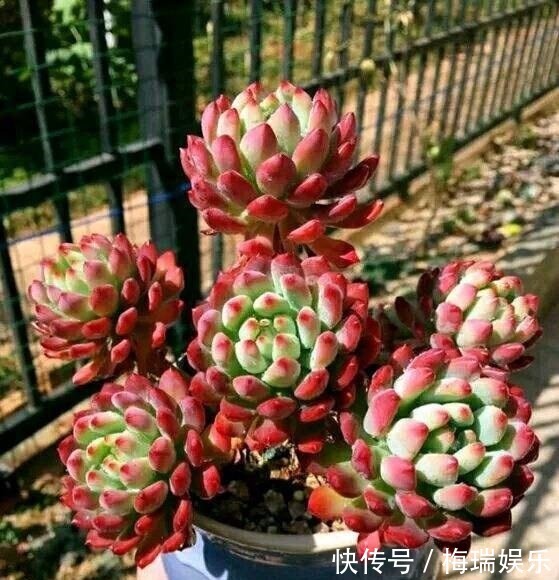 叶片|“塑料瓶”竟是养花神器,学会“4种”用法,一生受用、养花旺