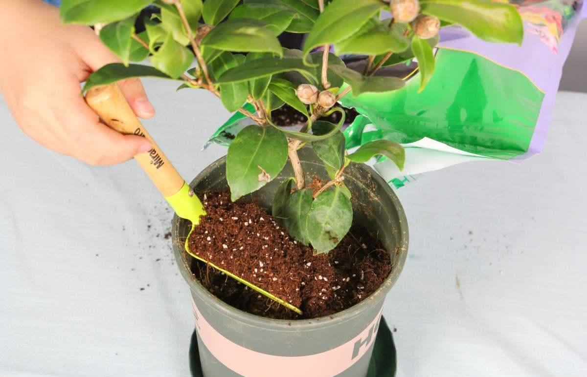 养花遇到这3种情况,该给花草换土了,注意这些细节