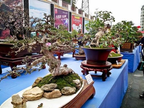 观果盆景金弹子，嫁接的雌雄枝，挂果已经开始慢慢变红了