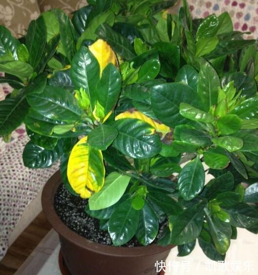 茉莉花|刚买的栀子花、茉莉花,哗哗掉叶子,学会3招,花苞又多又香