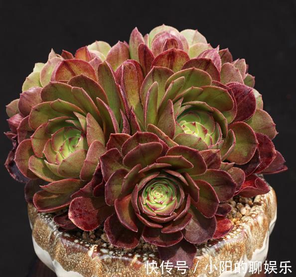 此款多肉法师,叶片红艳美极了,好养好看好上色,适合新手