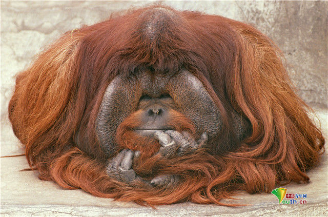 发型|小动物时尚“洗剪吹”造型令人捧腹大笑