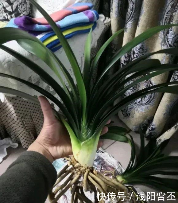 30年的君子兰,长出粗壮大老桩,砍还是不砍!