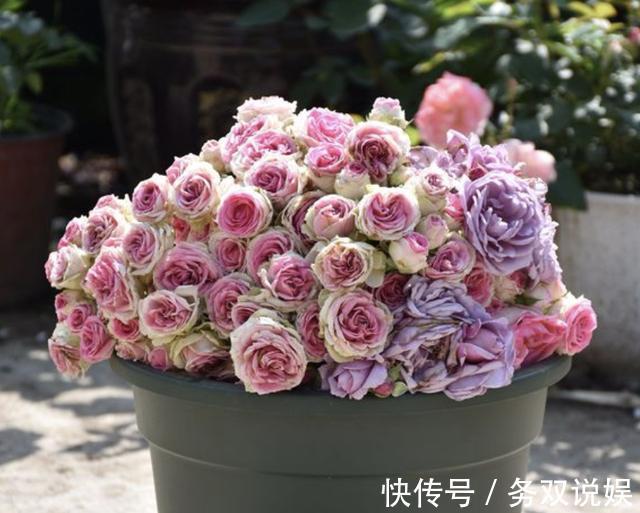 家里的3种“肥水”，放着没用，浇在花盆上就是“营养液”，值