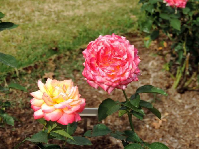 喜欢菊花，不如养“精品玫瑰”东方曙光，花型大气，美艳迷人！