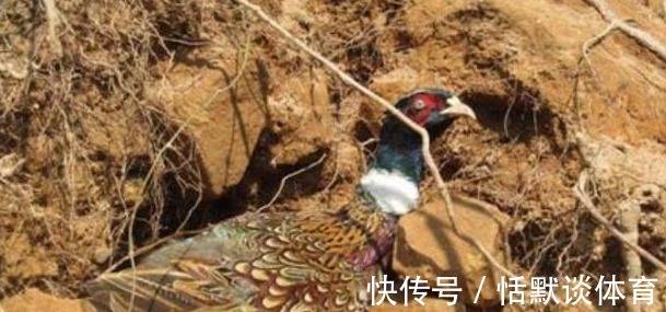 野味|野味之王,曾经霸占山头数不清,现一斤200元老稀罕了!