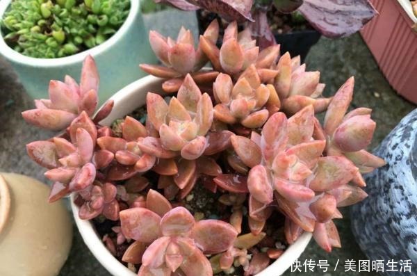 她养多肉,专选“大普货”,养成独特“怪老桩”,大家都夸赞!