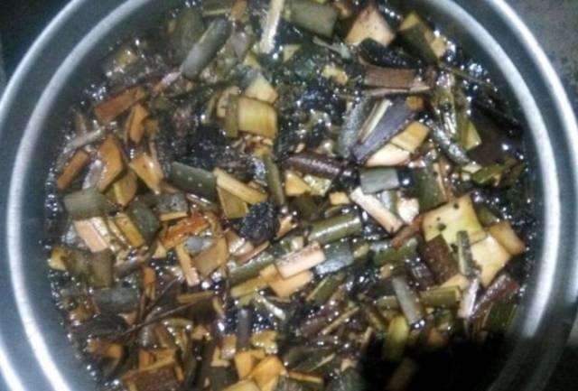 君子兰开花不断,全是浇了“2种”肥水,花箭蹭蹭往外冒!