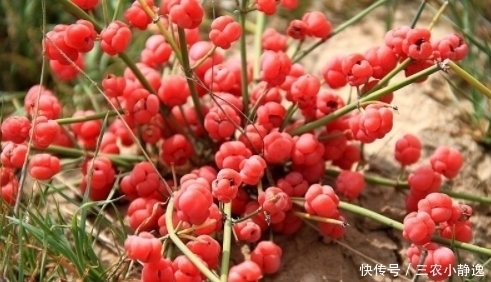 农村一种“假樱桃”,国家管制的草药,发汗散寒,利尿消炎治痛风