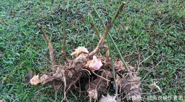 野果|果实小还有点涩，80后有吃过，如今经常被除，根茎30元一斤！