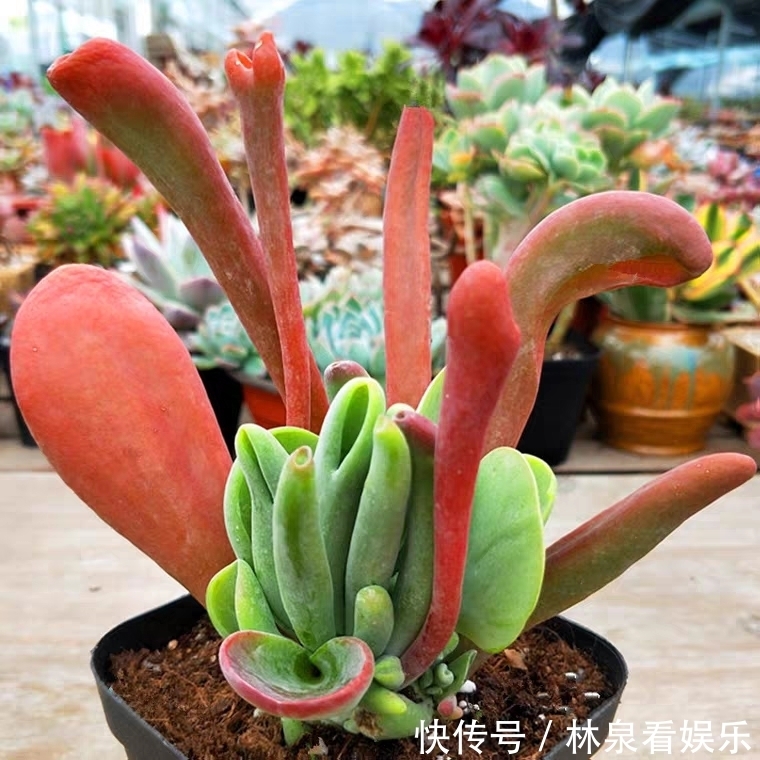 女朋友|9种比较稀有的多肉品种,追女朋友神器,让女神爱上多肉爱上你