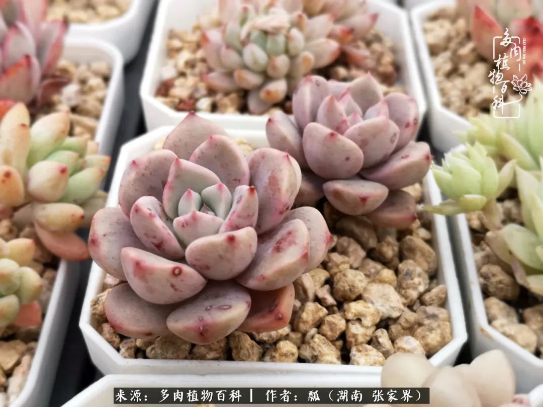 干货新手在多肉的选购、配土、上盆、养护环节走过的误区！
