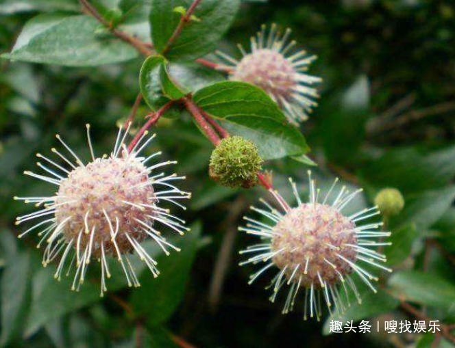 此花花姿别致,宛若受到神灵启发般晶莹剔透,呈现出秀丽夺目之感