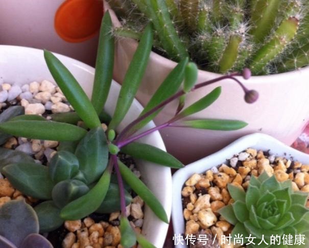 别再养绿萝、吊兰了,换上3种盆栽,既能观叶赏花又有益健康!