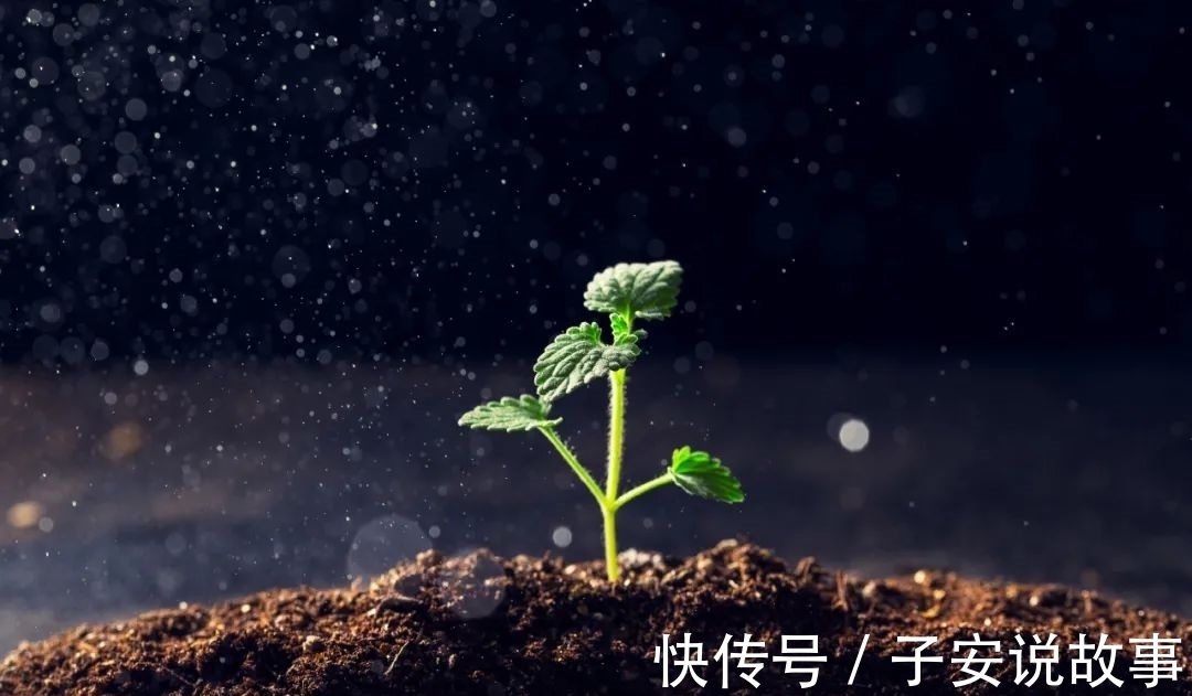 草芽@草木渐知春,萌芽处处新