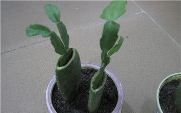 根部|别再花钱买蟹爪兰,摘片叶子插水里,20天左右就生根,当年能开花