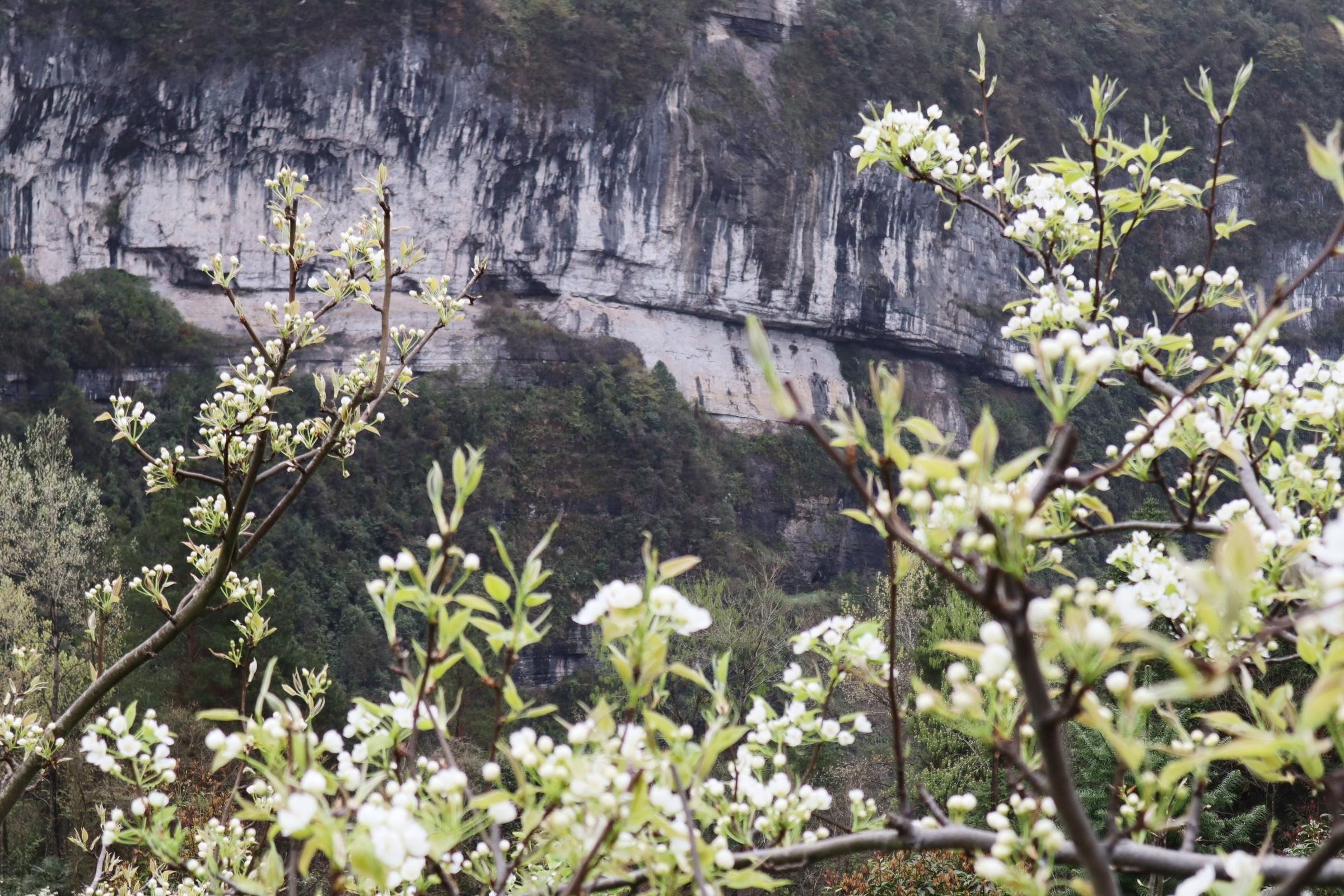 鹤峰：簌簌梨花映春光