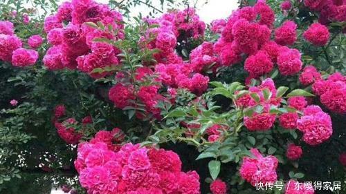 月季花|忘了月季吧！此花更美更香更好养，是阳台盆栽佳品