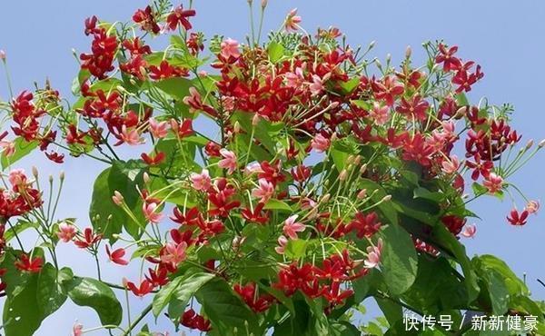 众人|此花是花中极品良药,就像一个白衣天使,保护着众人的身体安康!