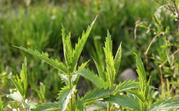 野菜|春天挖野菜，送你56种野菜大图片，带你见识不同的野菜和吃法