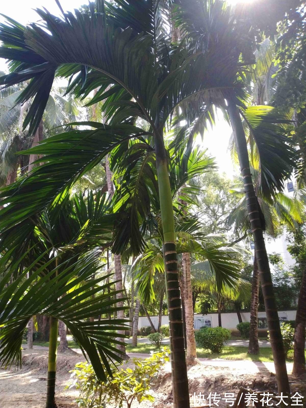 文殊兰$佛教“五树六花”,适合养在家里,凝神静心特养人