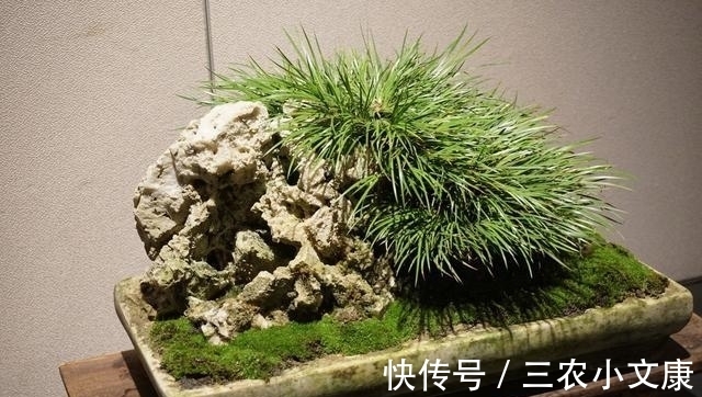 菖蒲|养一盆小众盆景——菖蒲养殖方法(新手必备)