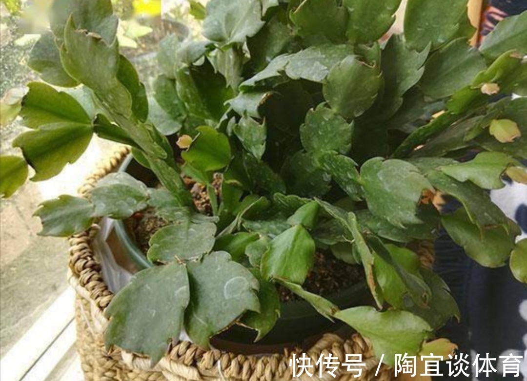 家中养蟹爪兰，夏天有“3怕”，提前了解好，才能安全度夏