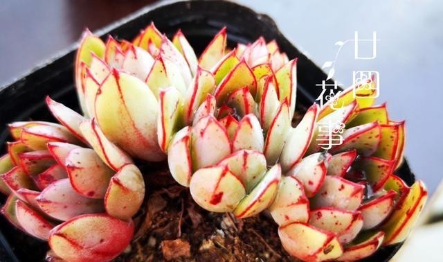 做好|多肉植物不上色,是方法没用对,5个条件做好了,鲜艳肥美状态足