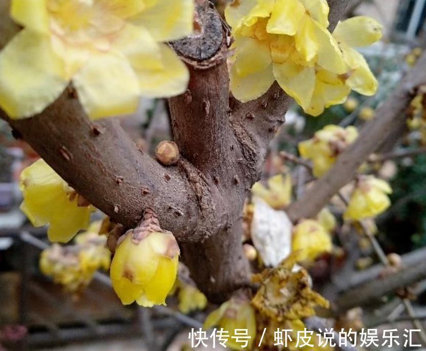 养这3种花,天冷勤开窗透气,开花又多又美又香,看着真养眼