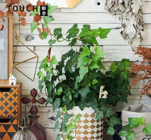 春羽|种健康花，家里养一盆，格调高寿命长，干净，健康，运气好