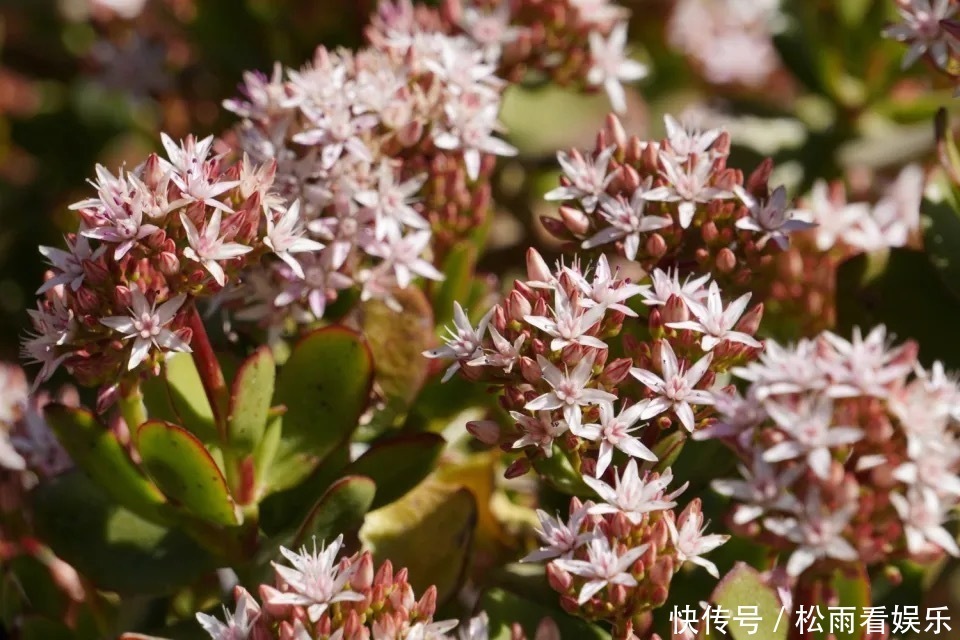 养了十多年的普通花草,竟然都能“开花”,看你家有吗