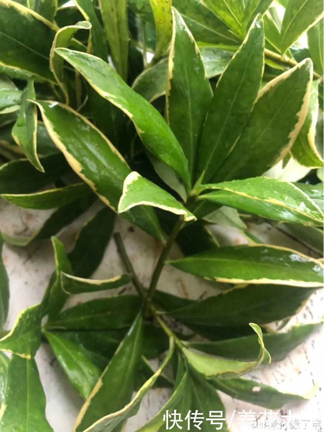 株形|7月必剪花，要抓紧时间，不然剪晚了不开花