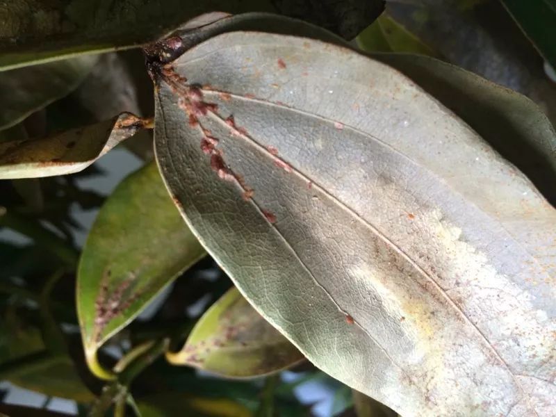 自制养花杀菌水,7天浇一勺,虫子全死光,再也不黄叶!