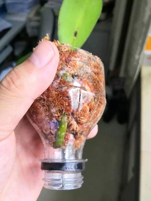 年宵花|蝴蝶兰“烂大根”？秋天剪一剪泡个澡，照样开成花中“美王后”