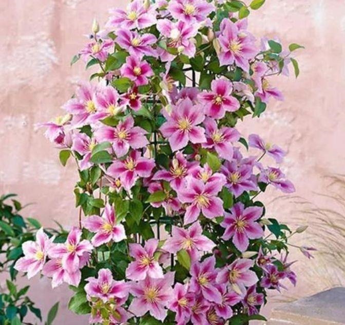 芦荟|4种花养家里,谁见了都喜欢,第二种已经被迷住了