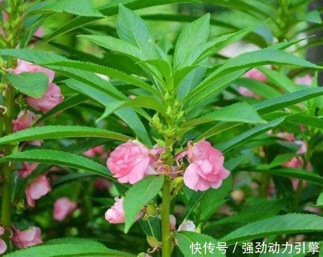 清代|别再拦着女朋友染指甲了,这可能真的是我国祖传技能