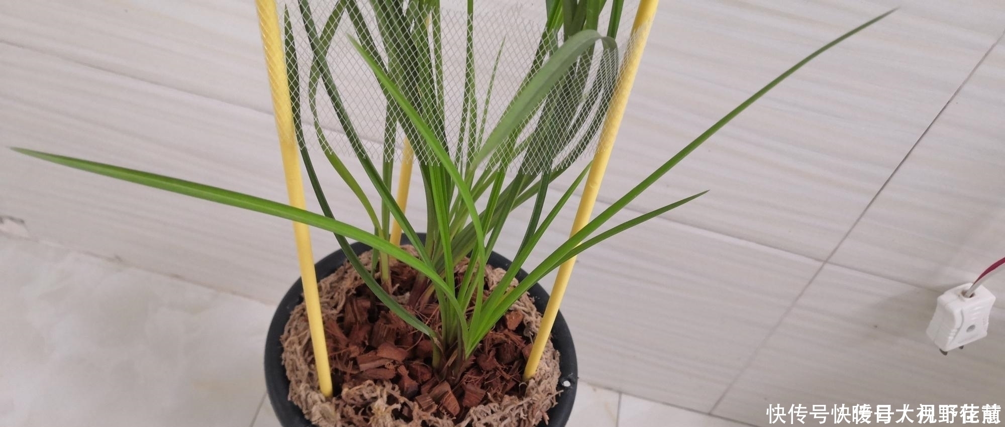 养兰人总结出来的养兰偏方,招招好使,叶芽满盆