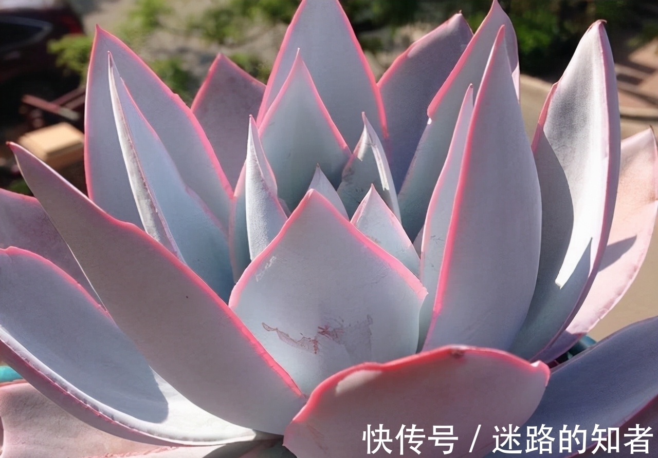 仙气十足的3款多肉,号称薄叶三仙,适合室内养护的也就广寒宫了