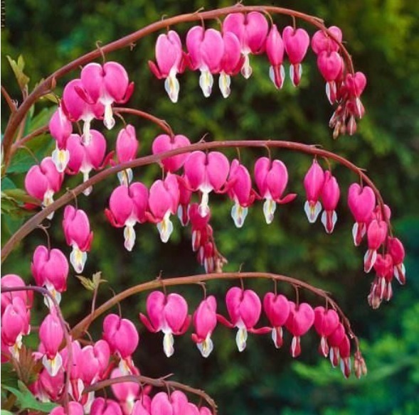 “4种花”美的出奇,不仅花好看,名字也好听,尤其第2种!