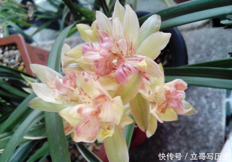 花海|此4款花很好养活,花量超多,花期半年,能给你一片花海