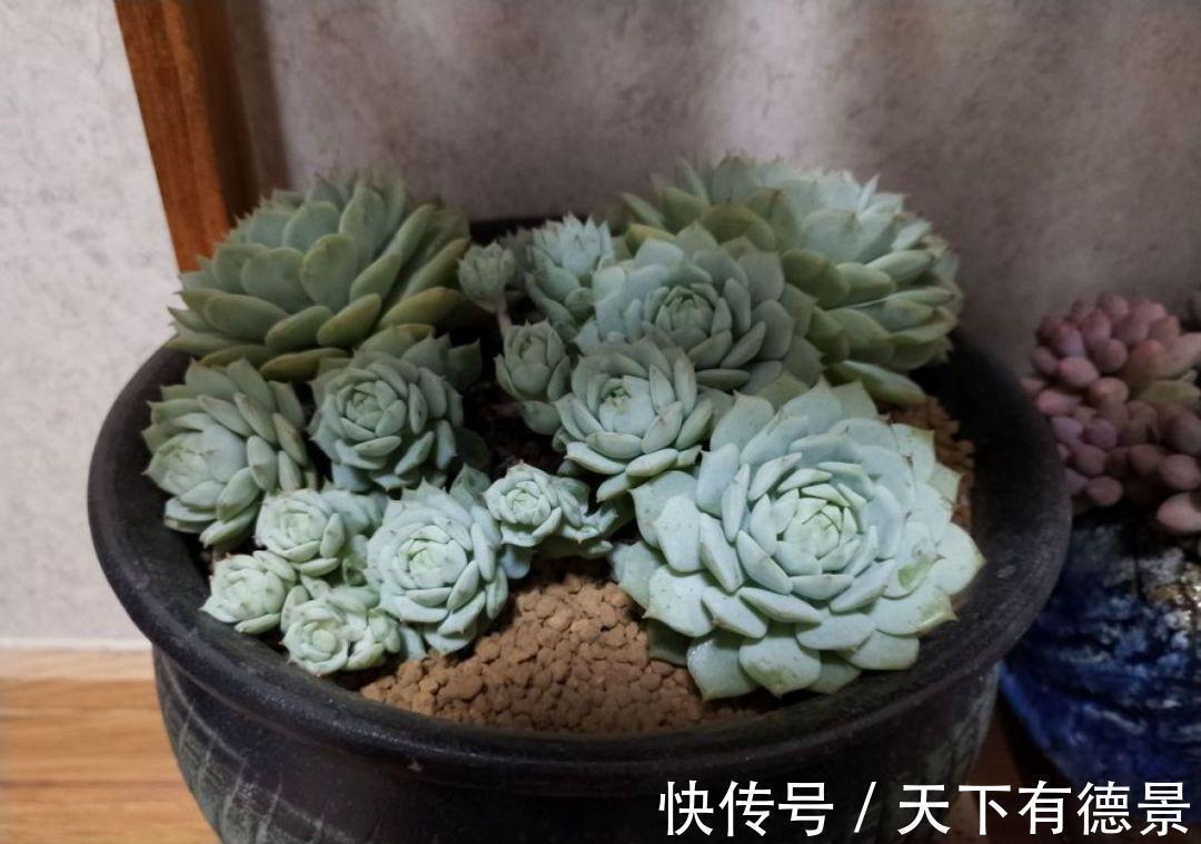 多肉狠心剃个头,呼呼长满小肉芽,20天就爆盆